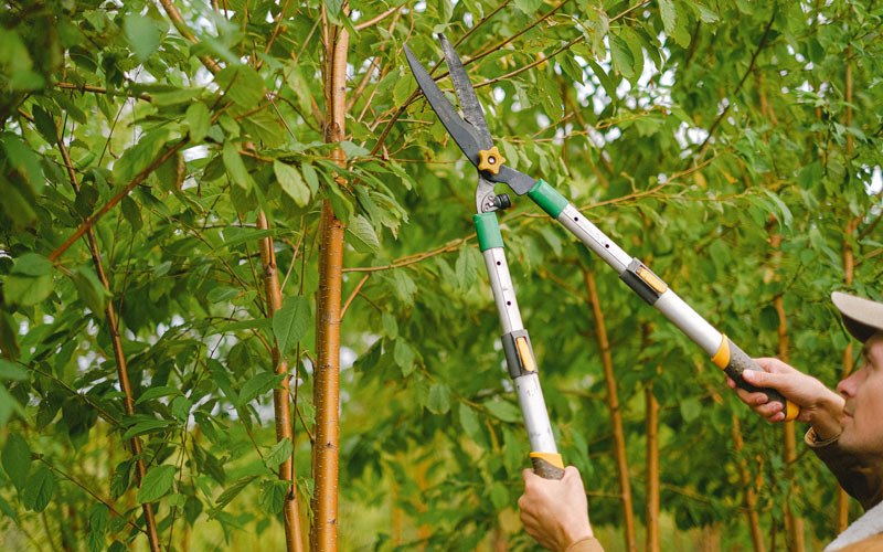 Tree trimming in Hayward, MN