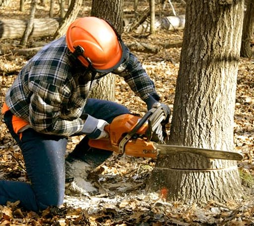 Tree Removal in Hayward, MN